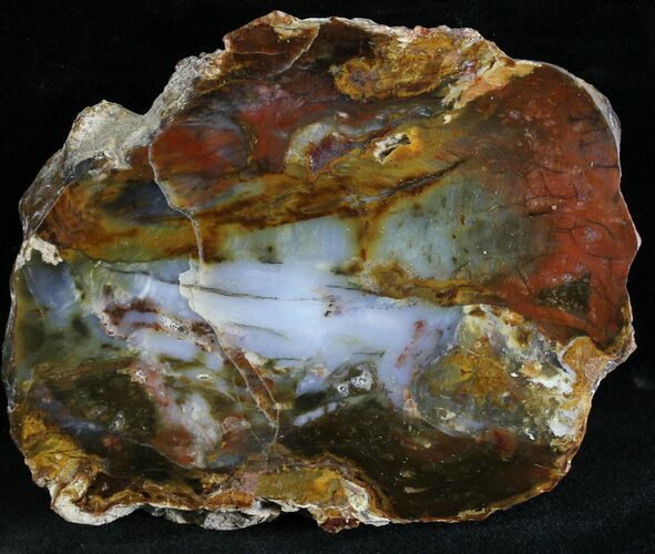 Petrified Wood Slab - Grassy Mountain, Oregon #28250